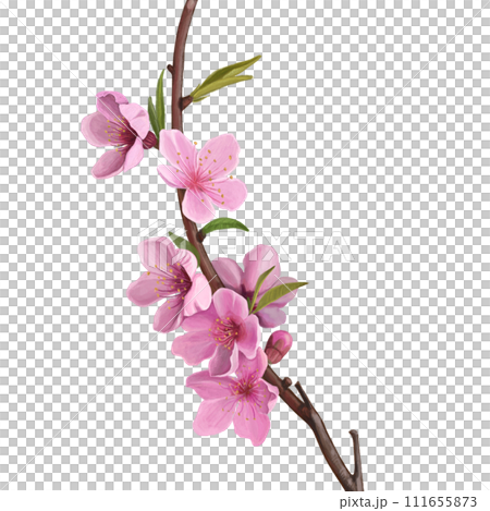 cherry blossom 111655873