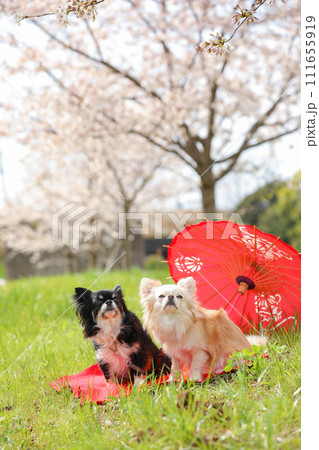 赤い和傘と桜の花見を楽しむ小型犬チワワ 111655919