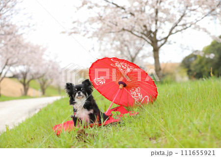 赤い和傘と桜の花見を楽しむ小型犬チワワ 111655921