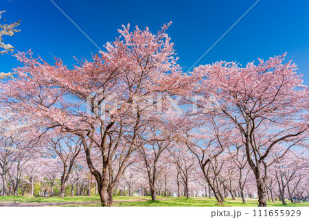 桜　お花見　イメージ 111655929