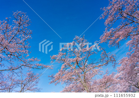 桜 お花見 イメージ 桜 お花見 イメージ 111655932