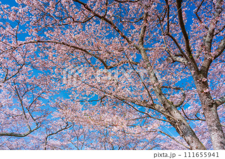 桜 お花見 イメージ 桜 お花見 イメージ 111655941