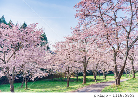 桜　お花見　イメージ 111655955