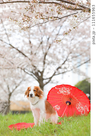 和傘で桜の花見をする中型犬コーイケルホンディエ 111655963