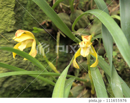福岡市植物園の温室にあるマキシラリア ポルフィロステレ　福岡県福岡市中央区小笹 111655976