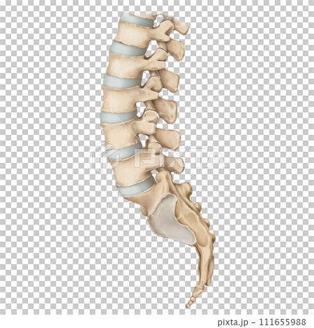 spine spine 111655988