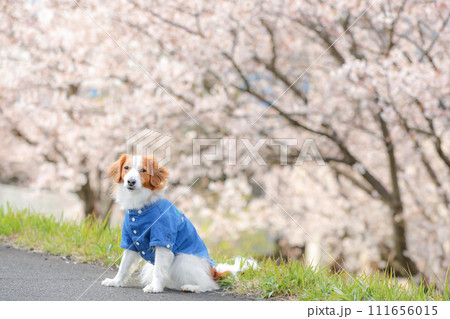 桜並木でブルーのシャツを着た中型犬コーイケルホンディエ 111656015