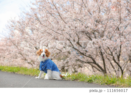 桜並木でブルーのシャツを着た中型犬コーイケルホンディエ 桜並木でブルーのシャツを着た中型犬コーイケルホンディエ 111656017