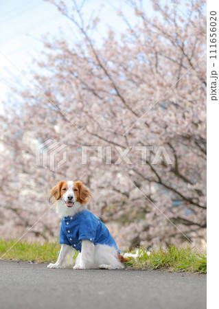 桜並木でブルーのシャツを着た中型犬コーイケルホンディエ 111656020