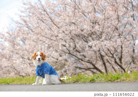 桜並木でブルーのシャツを着た中型犬コーイケルホンディエ 111656022