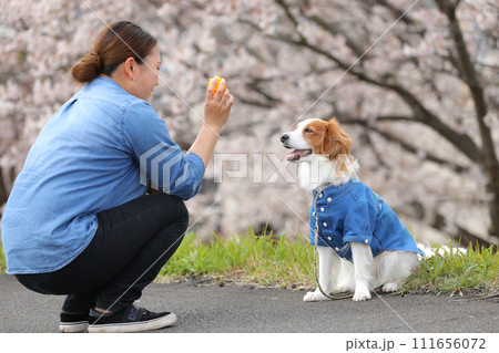 飼主とお揃いのシャツを着てお花見する犬 111656072