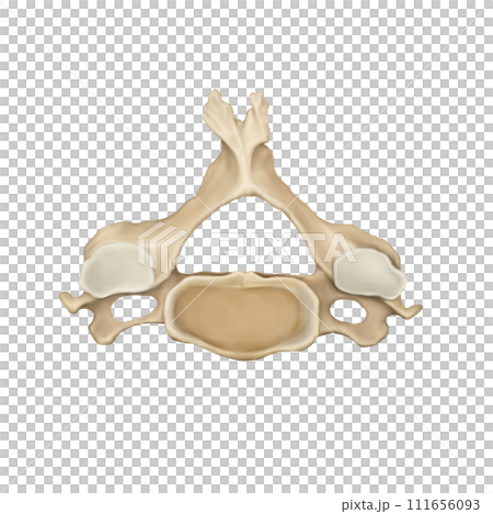 cervical spine cervical spine 111656093