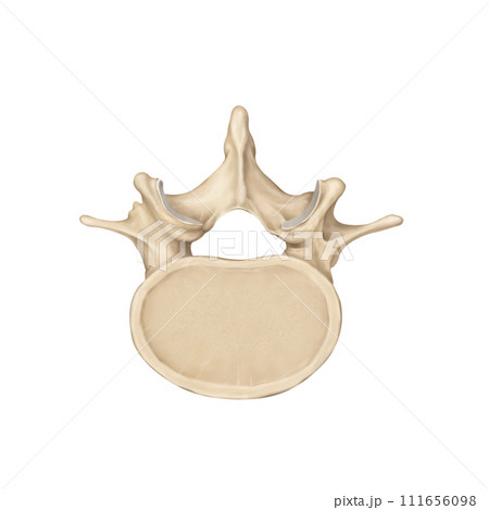 lumbar spine lumbar spine 111656098
