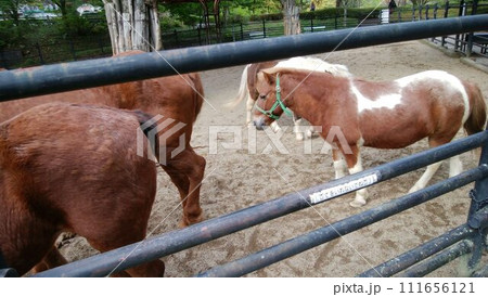 牧場で草を食べる馬 牧場で草を食べる馬 111656121
