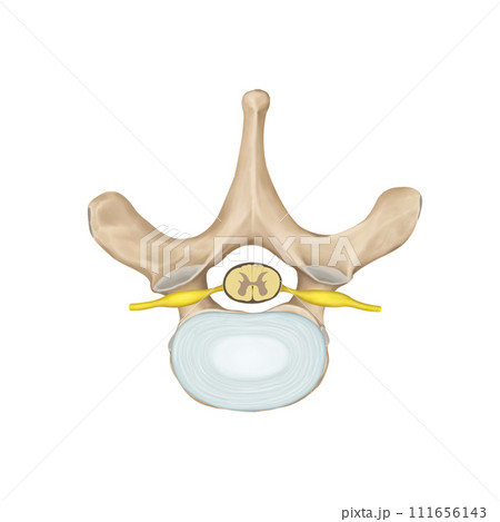 spine spine 111656143