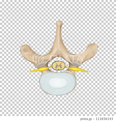 spine spine 111656143