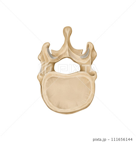 spine spine 111656144