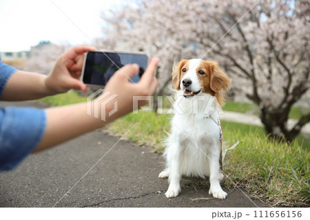 桜をバックにスマホで愛犬を撮影する飼主 111656156