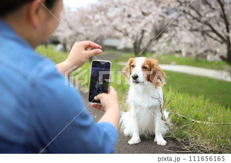 桜をバックにスマホで愛犬を撮影する飼主 111656165