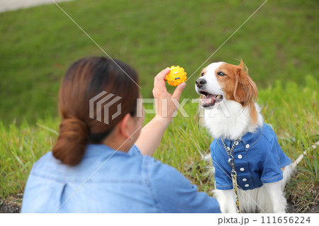 お揃いのシャツで飼い主とボール遊びする中型犬コーイケルホンディエ 111656224