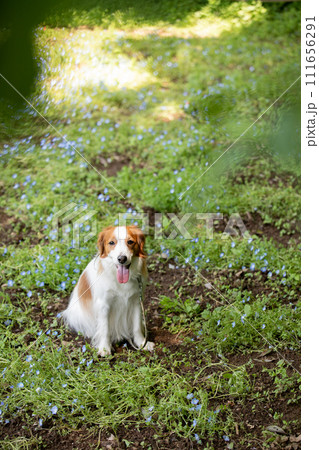 ネモフィラと中型犬コーイケルホンディエ ネモフィラと中型犬コーイケルホンディエ 111656291