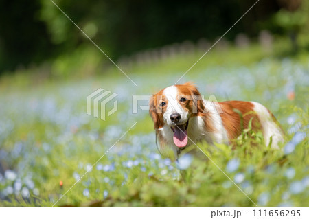 ネモフィラと中型犬コーイケルホンディエ ネモフィラと中型犬コーイケルホンディエ 111656295