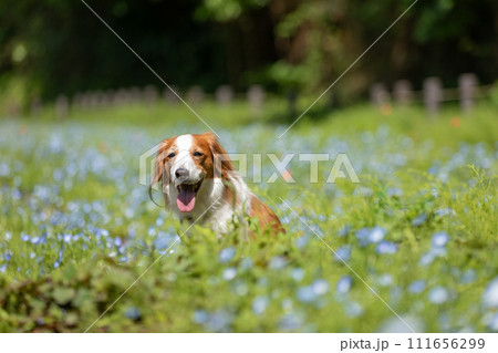 ネモフィラと中型犬コーイケルホンディエ 111656299