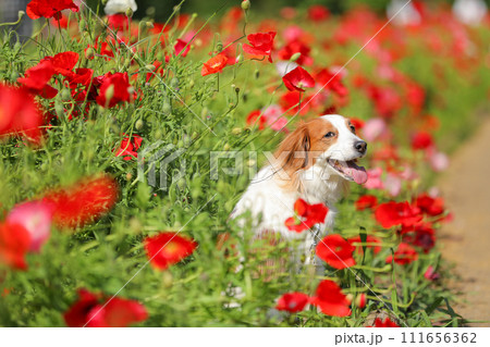 赤いポピーの花畑で笑顔の中型犬コーイケルホンディエ 111656362