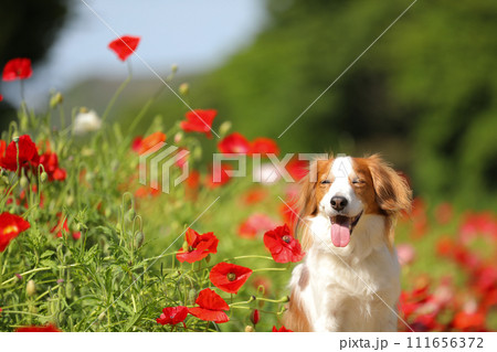 赤いポピーの花畑で笑顔の中型犬コーイケルホンディエ 赤いポピーの花畑で笑顔の中型犬コーイケルホンディエ 111656372