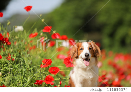 赤いポピーの花畑で笑顔の中型犬コーイケルホンディエ 赤いポピーの花畑で笑顔の中型犬コーイケルホンディエ 111656374