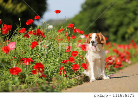 赤いポピーの花畑で笑顔の中型犬コーイケルホンディエ 111656375
