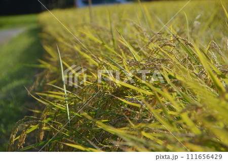 黄金色に実った田んぼ（佐渡島／新潟県） 111656429