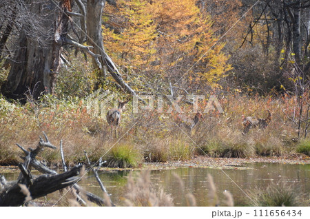 ニホンジカの群れ（奥日光･戦場ヶ原／栃木県日光市） 111656434