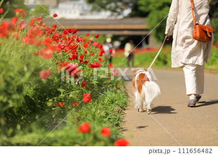 飼主さんと赤いポピー畑でお散歩する中型犬コーイケルホンディエ 飼主さんと赤いポピー畑でお散歩する中型犬コーイケルホンディエ 111656482
