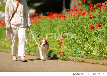 飼主さんと赤いポピー畑でお散歩する中型犬コーイケルホンディエ 111656483