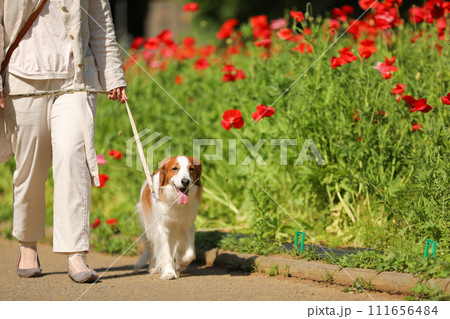 飼主さんと赤いポピー畑でお散歩する中型犬コーイケルホンディエ 111656484