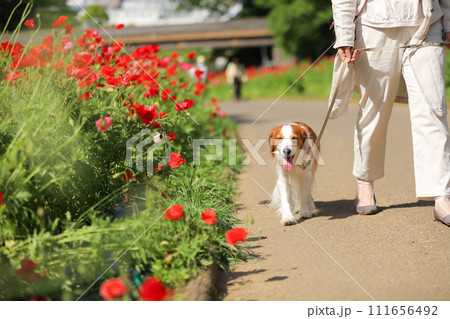 飼主さんと赤いポピー畑でお散歩する中型犬コーイケルホンディエ 111656492