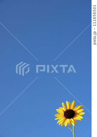 向日葵と空 111656501