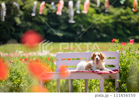 こいのぼりと赤いポピー　一緒に撮影する中型犬コーイケルホンディエ 111656550