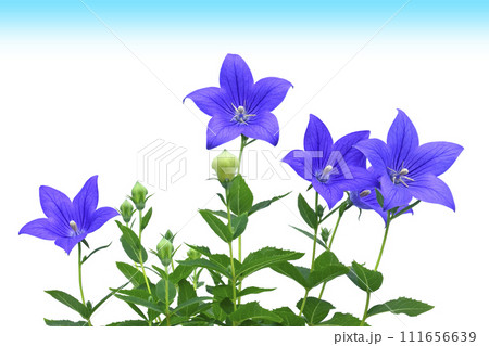 桔梗の花　SDGs　青空イメージ　（fix撮影） 111656639