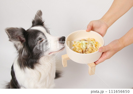 飼主さんから手作りごはんをもらう犬(ボーダーコリー) 飼主さんから手作りごはんをもらう犬(ボーダーコリー) 111656650