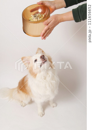 飼主さんから手作りごはんをもらう犬（ボーダーコリー） 111656652