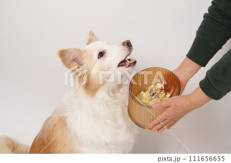 飼主さんから手作りごはんをもらう犬(ボーダーコリー) 飼主さんから手作りごはんをもらう犬(ボーダーコリー) 111656655