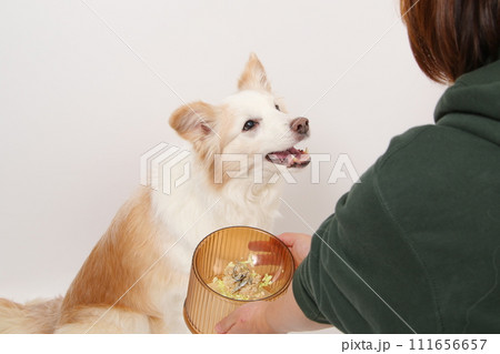 飼主さんから手作りごはんをもらう犬(ボーダーコリー) 飼主さんから手作りごはんをもらう犬(ボーダーコリー) 111656657
