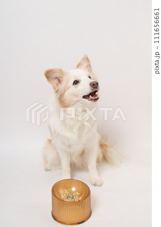 飼主さんから手作りごはんをもらう犬（ボーダーコリー） 111656661