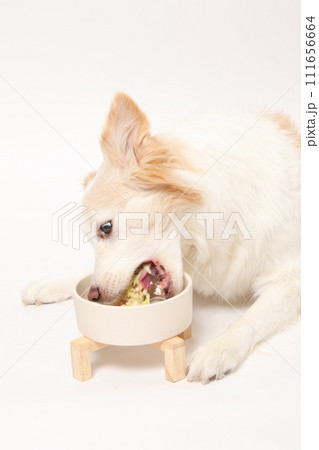 飼主さんから手作りごはんをもらう犬(ボーダーコリー) 飼主さんから手作りごはんをもらう犬(ボーダーコリー) 111656664