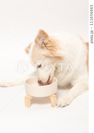 飼主さんから手作りごはんをもらう犬（ボーダーコリー） 111656665