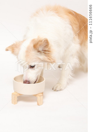 飼主さんから手作りごはんをもらう犬（ボーダーコリー） 111656666