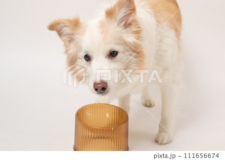 飼主さんから手作りごはんをもらう犬(ボーダーコリー) 飼主さんから手作りごはんをもらう犬(ボーダーコリー) 111656674