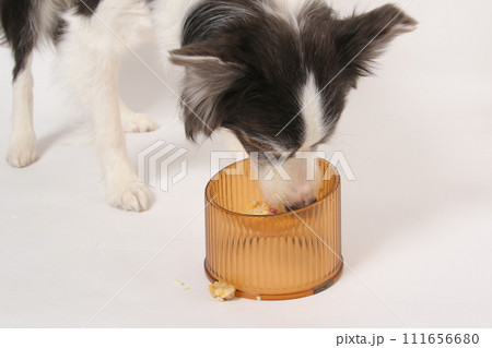 飼主さんから手作りごはんをもらう犬(ボーダーコリー) 飼主さんから手作りごはんをもらう犬(ボーダーコリー) 111656680